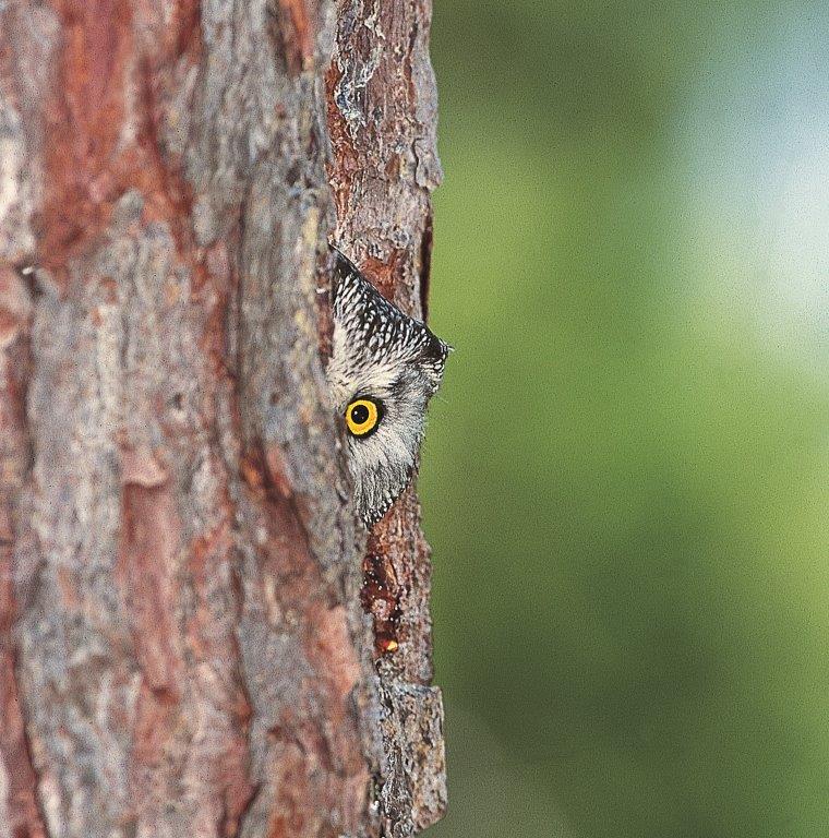Video "Valtellina natura europea"