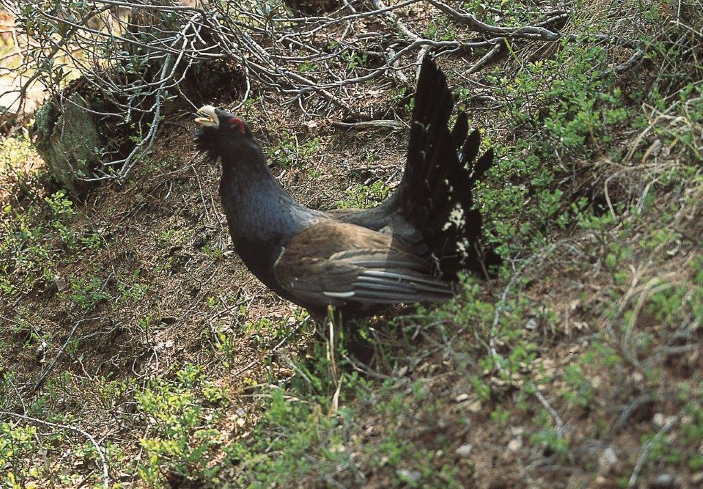 gallo cedrone