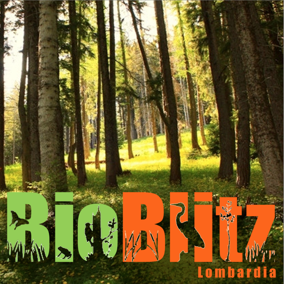 Bioblitz 2023 - eventi