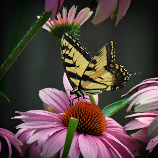 BIOBLITZ 2024