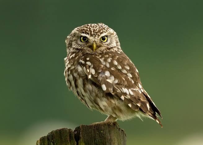I predatori della notte