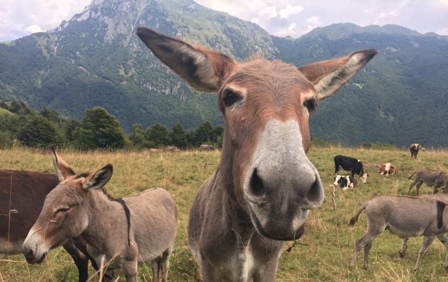 PASSEGGIANDO TRA NATURA E TRADIZIONI
