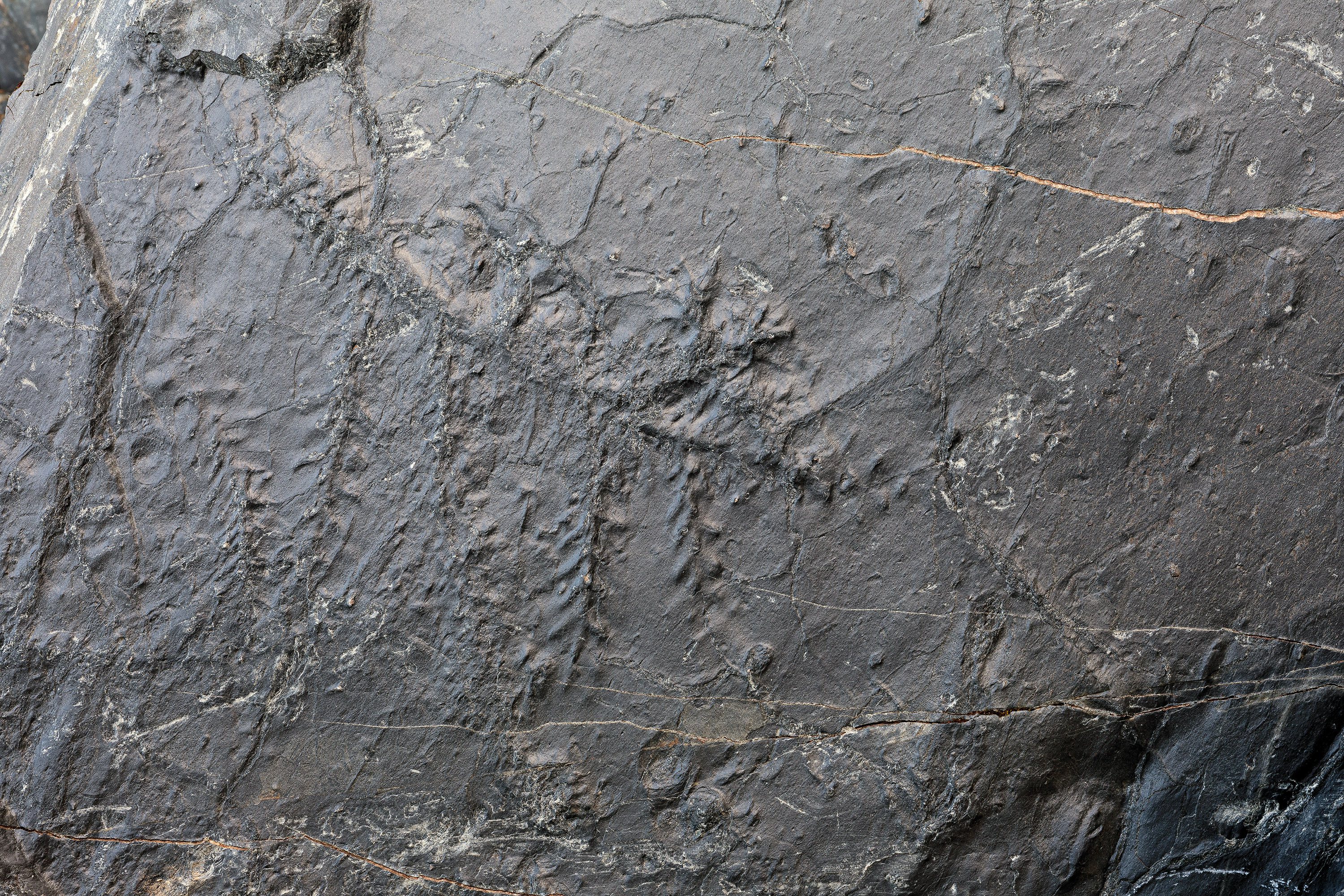 Il sito paleontologico della Val d'Ambria