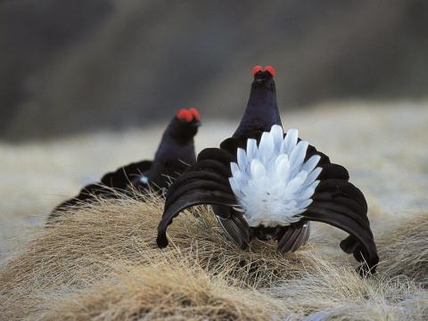 due esemplari di gallo forcello