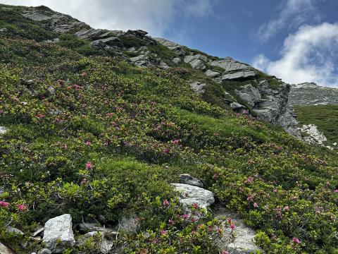 rododendro