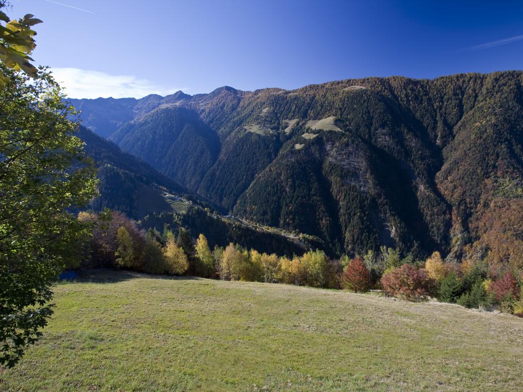 Pascolo nella Valle del Bitto di Albaredo