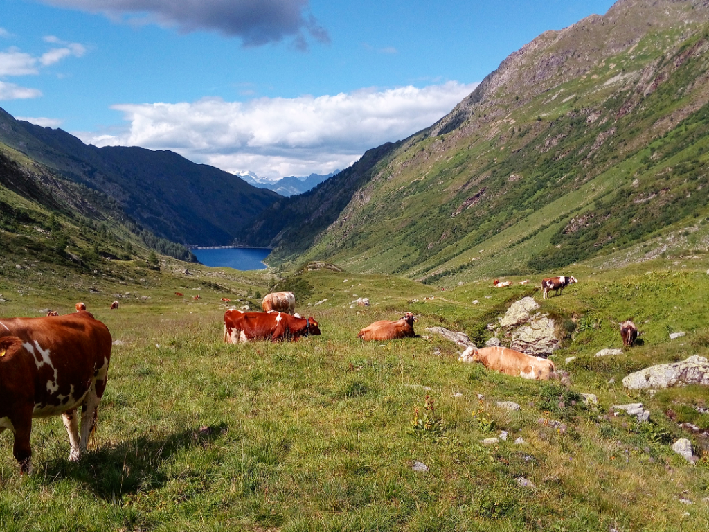 vacche al pascolo in Val Venina