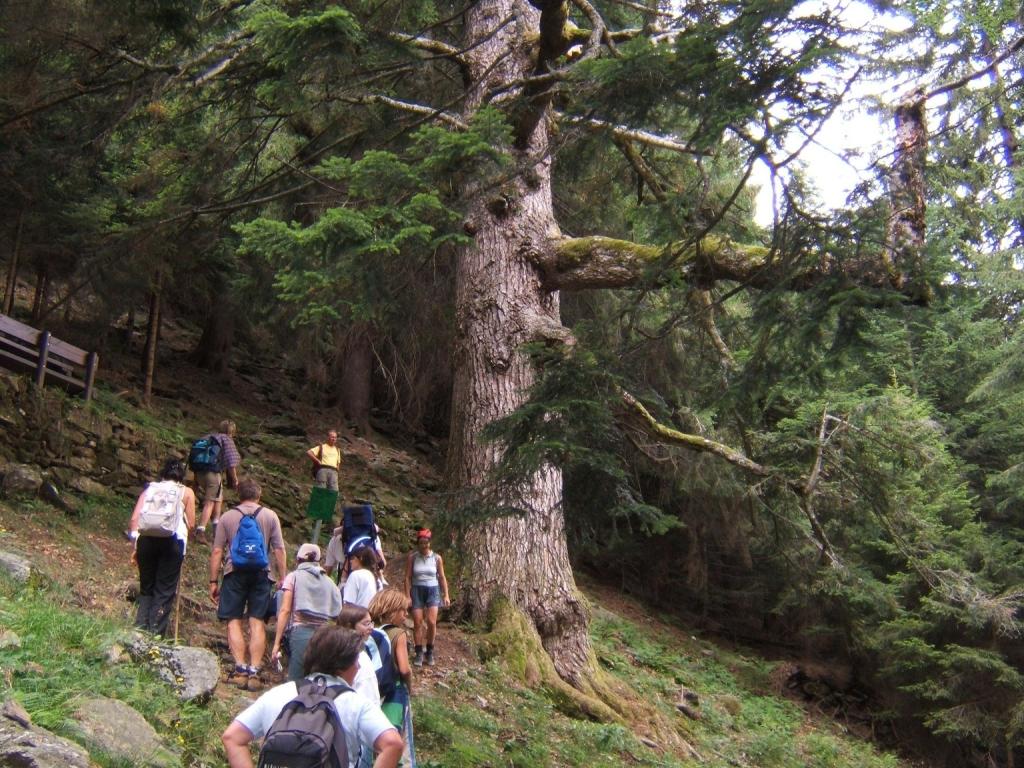 Valle del Bitto di Albaredo