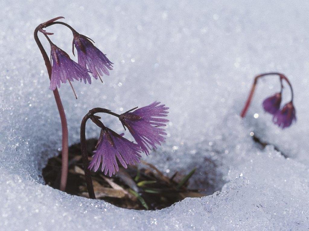 soldanella