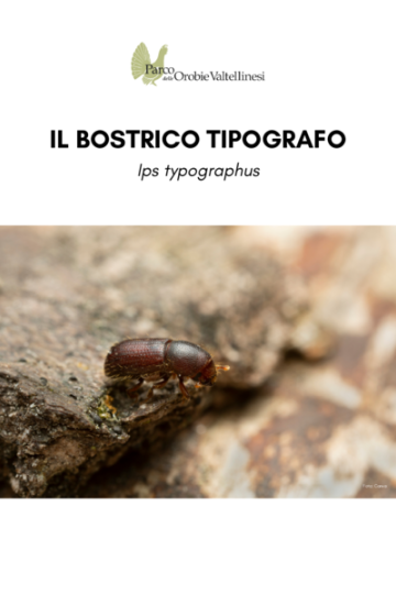 Il bostrico tipografo