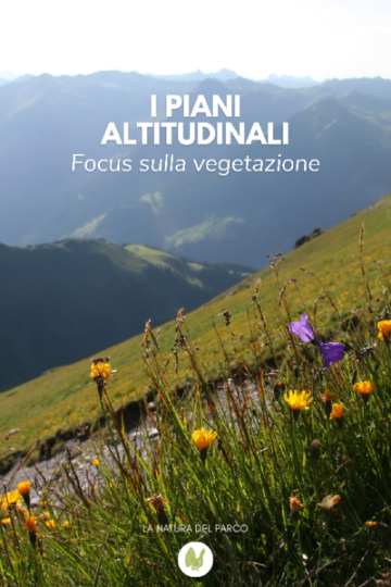 I piani altitudinali - focus sulla vegetazione