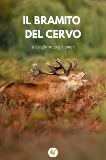 Il bramito del cervo
