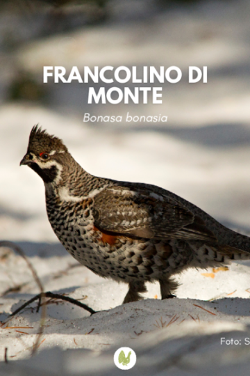Francolino di monte