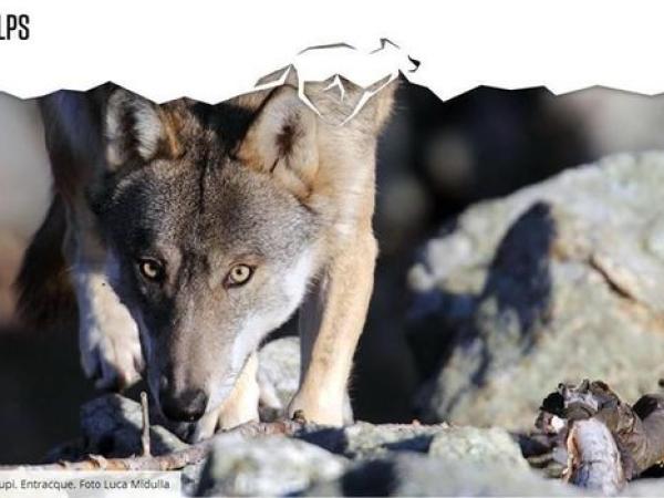 lupo