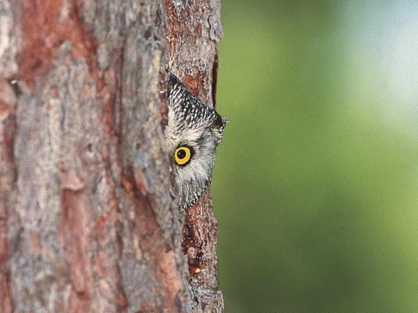 Video "Valtellina natura europea"