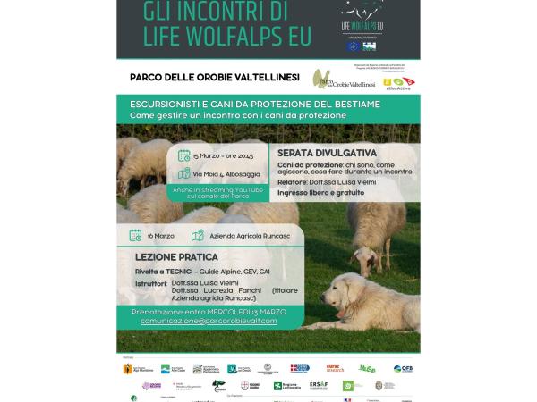 Escursionisti e cani da protezione del bestiame: Come gestire un incontro con i cani da protezione