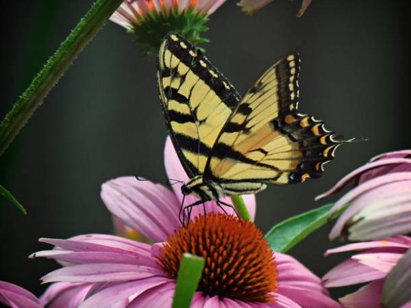 BIOBLITZ 2024