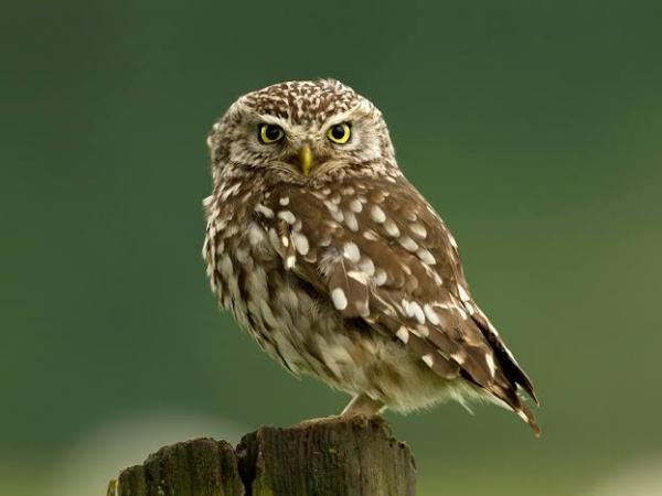 I predatori della notte