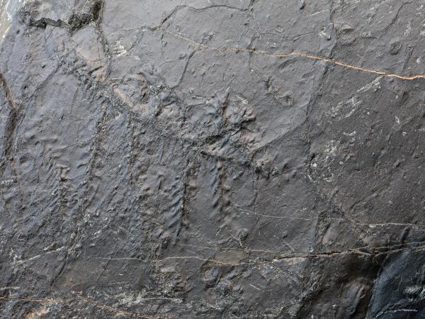 Il sito paleontologico della Val d'Ambria