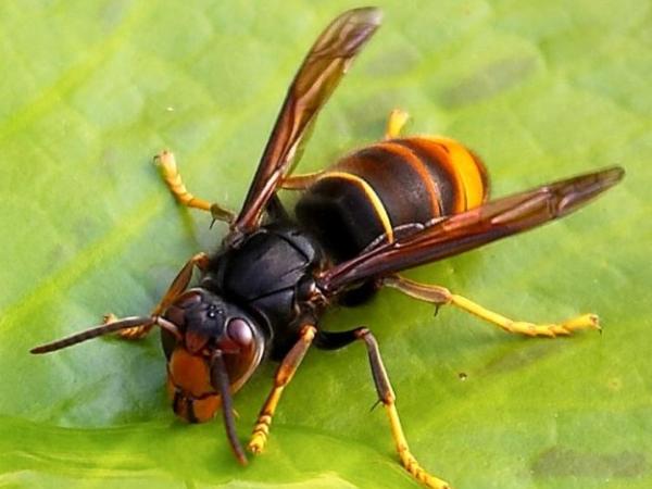 vespa velutina