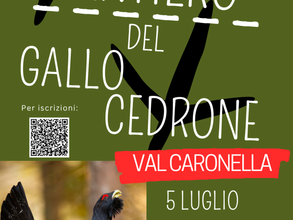 locandina val caronella gallo
