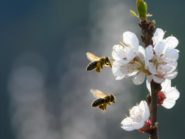 api che svolazzano sui fiori