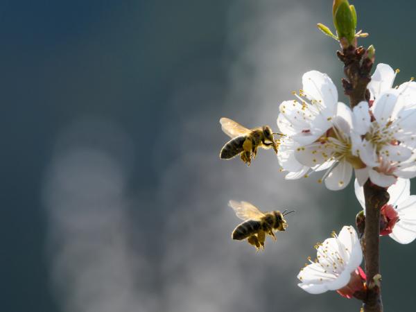 api che svolazzano sui fiori