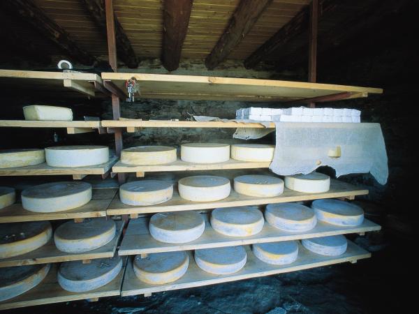 forme di formaggio Casera in stagionatura