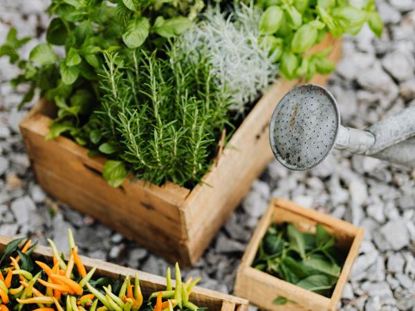 Erbe aromatiche/officinali
