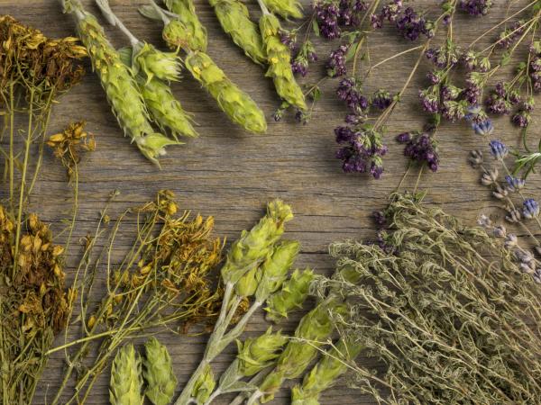fiori ed erbe officinali