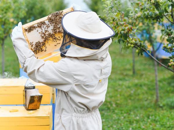 apicoltore con le sue api