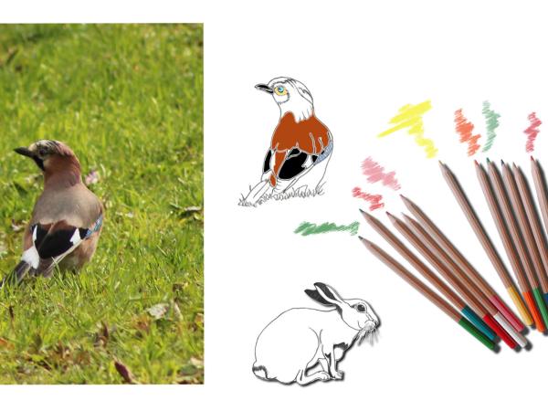 illustrazione associata a matite