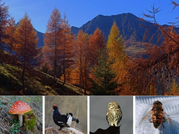 foto di paesaggi e fauna locale