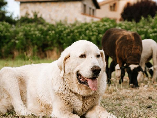 Cane da guardiania