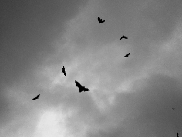 Pipistrelli