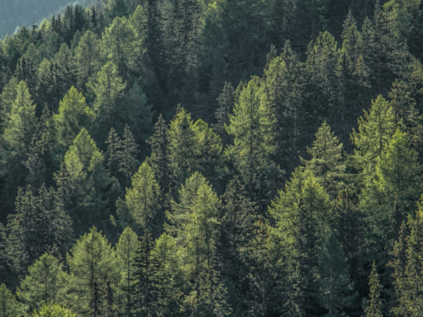 Foreste
