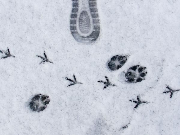 Impronte nella neve