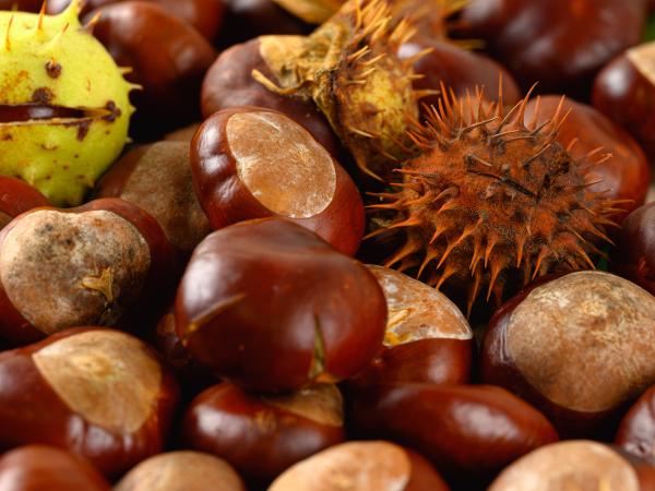 Castagne