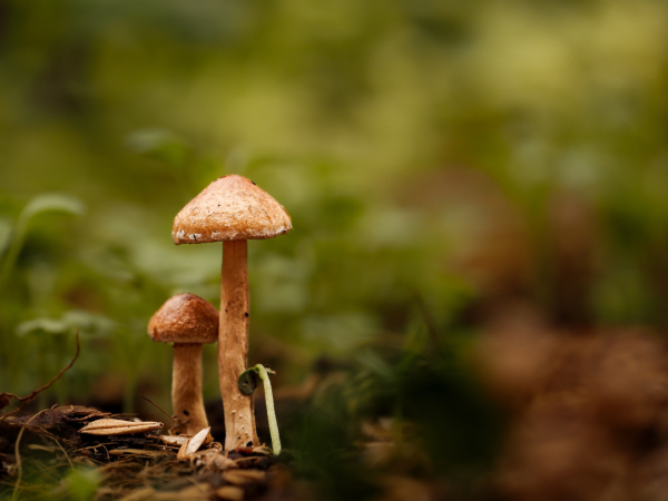 Funghi