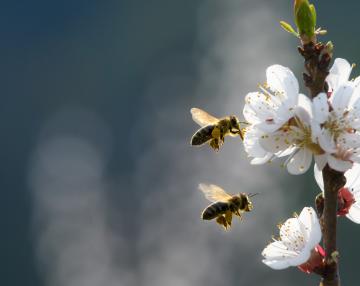 api che svolazzano sui fiori