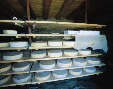 forme di formaggio Casera in stagionatura