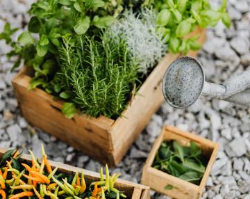 Erbe aromatiche/officinali