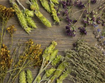 fiori ed erbe officinali