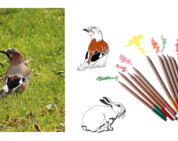 illustrazione associata a matite