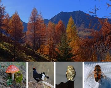 foto di paesaggi e fauna locale