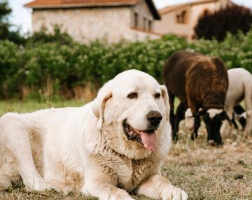 Cane da guardiania
