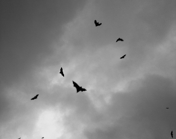 Pipistrelli