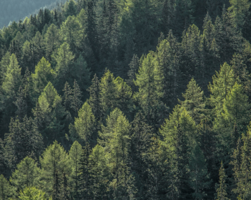 Foreste