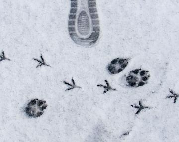 Impronte nella neve