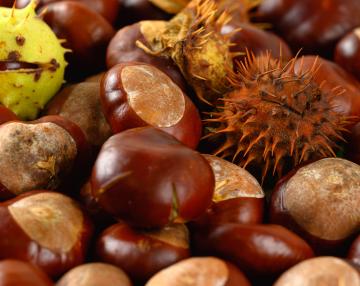 Castagne